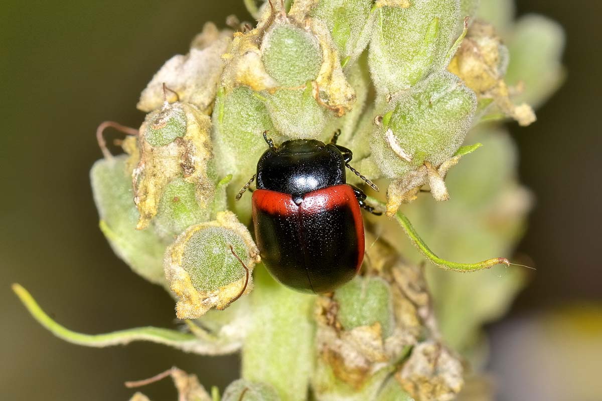 Chrysolina limbata? Si, femmina.